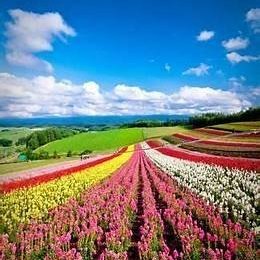 Irena Todorova 696663