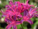 Nerine