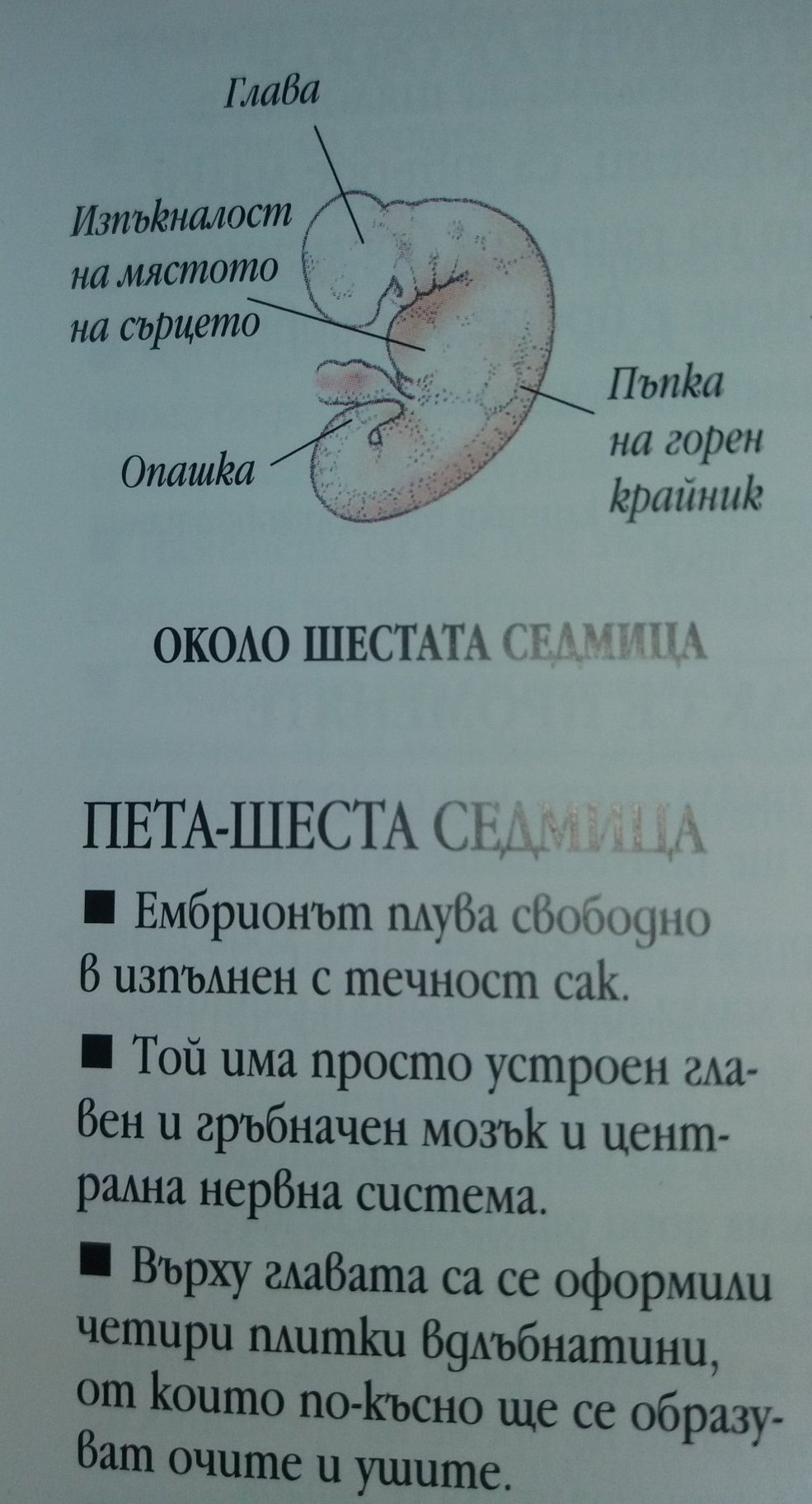 Плоден сак, кога се вижда ембрион | Проблемно забременяване | Мнения от ...