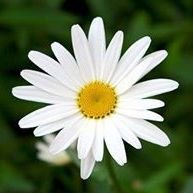 ���� ����