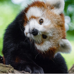 fluffyRedPanda