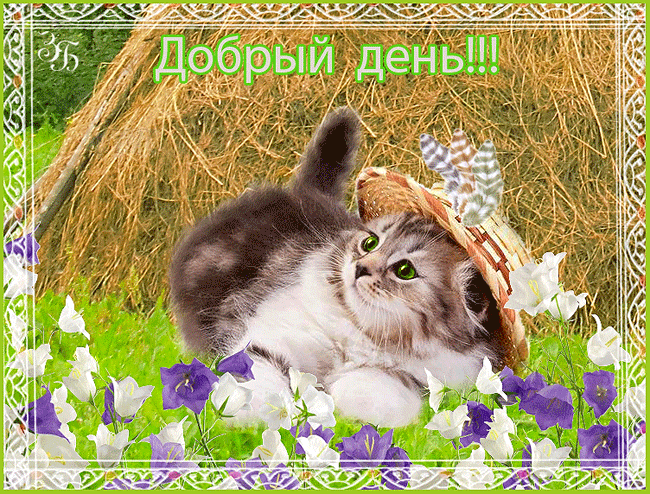 Доброго дня картинки с котами. Открытки с добрым днём. прекрасного дня котик. добрый день картинки. доброе весеннее утро с животными.